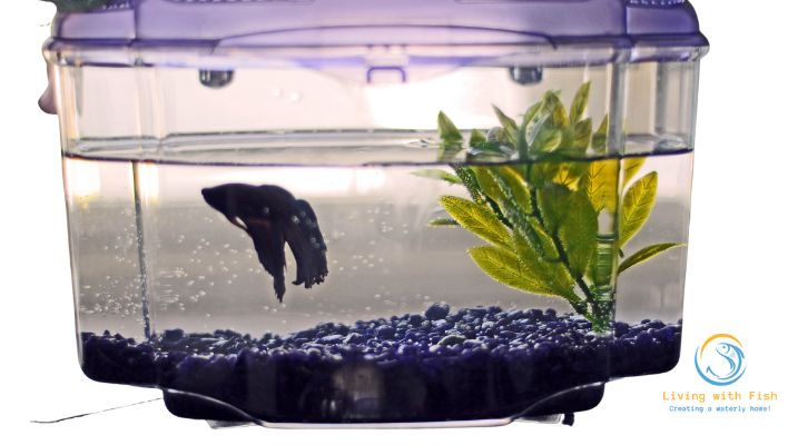 aquarium hobbyist healthy fish tank bubble disease Poor Water Quality Overstocking Inadequate Filtration slightly overstocked lack of proper aeration or water changes