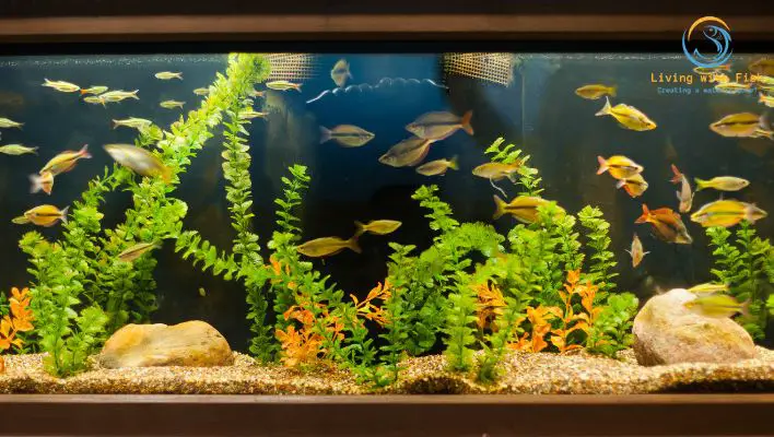 Pros
Lightweight
move around your home
Durability
safer
Variety of Shapes
wide variety of shapes
unique and visually
Insulation
stable water temperature
Cons
budget-conscious fishkeepers
Scratch Susceptibility
prone to scratches
Yellowing
overall appearance and clarity of the tank.