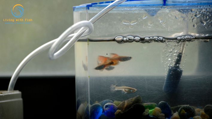 Selection Guide For Best Fish Tank Filter Types