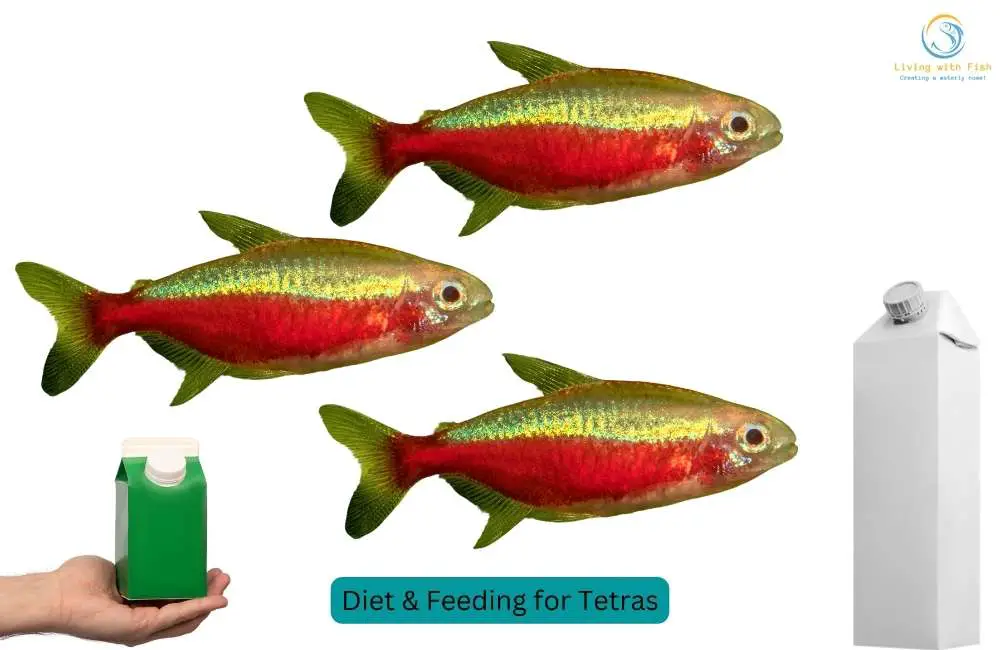 Diet & Feeding Tips for Tetras Health & Right Nutrition