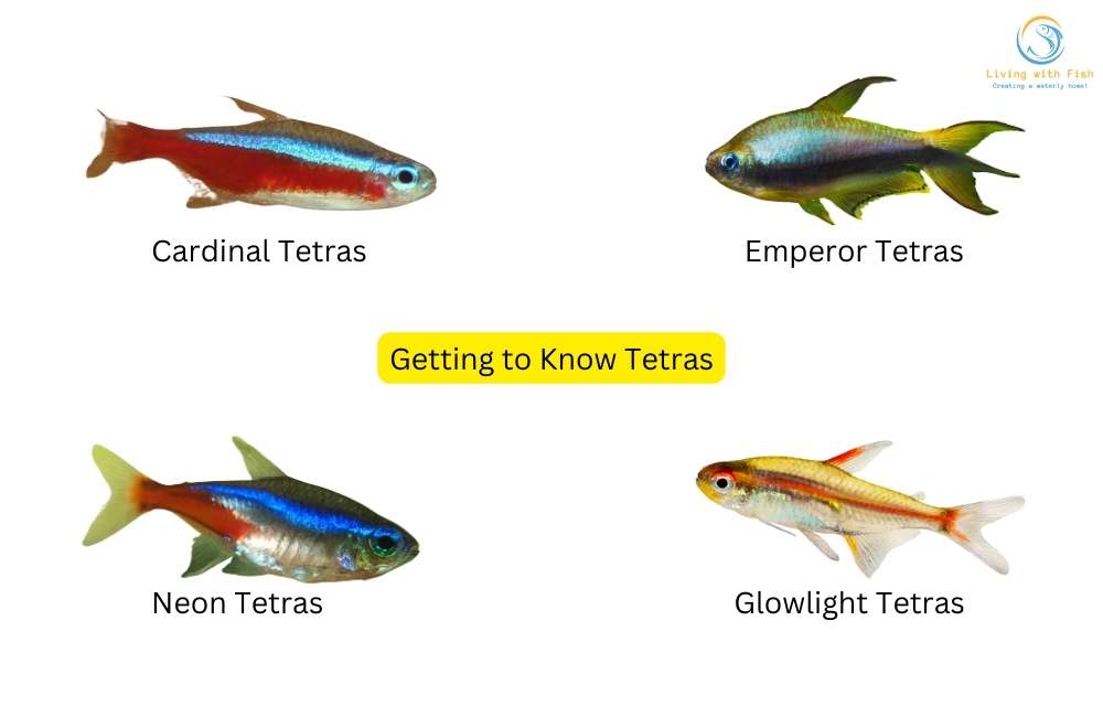 Different Types of Tetras