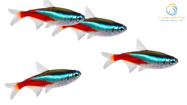 Tetra Fish Care Guide