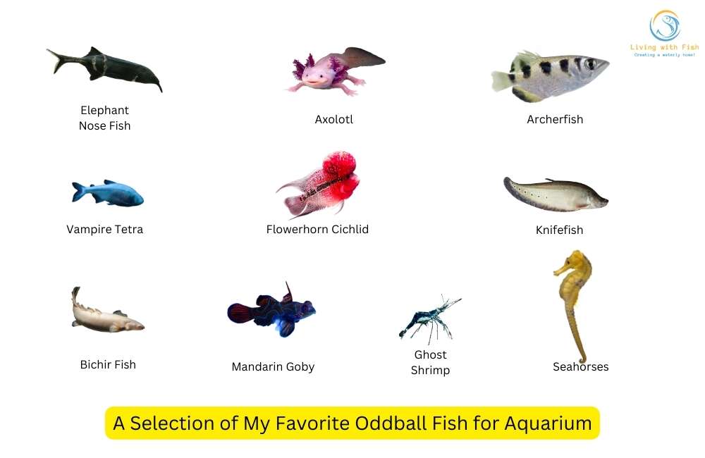 Choose the Right Oddballs Fish for Your Aquarium