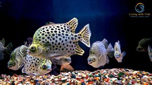 Fish for Brackish Aquariums