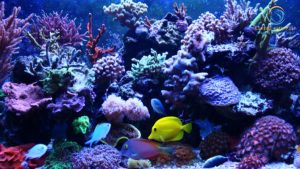 Fish for Reef Tanks