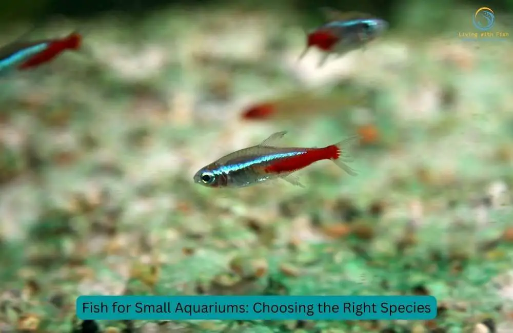 Fish for Small Aquariums Choosing the Right Species