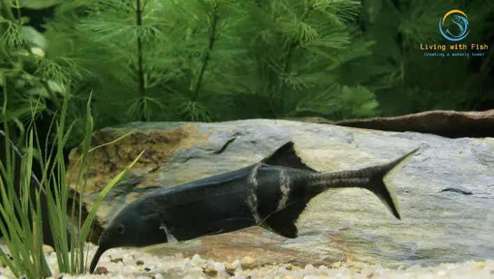 Oddball Fish for Aquariums